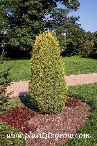 Gold Cone Juniper (Juniper communis)